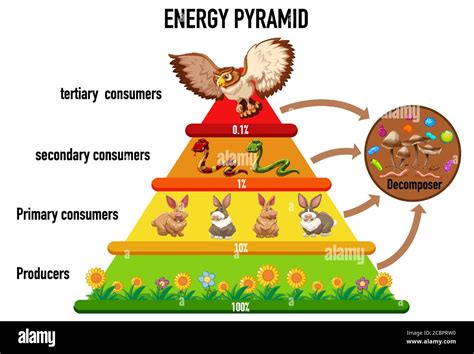 Energy Pyramid Examples 的图像结果