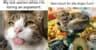 Image result for X Mod Y Python