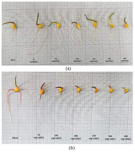 Integrated Assessment of Pb(II) and Cu(II) Metal Ion Phytotoxicity on ...