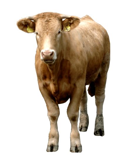 Image result for Cow Using Shapes On Python Turtle