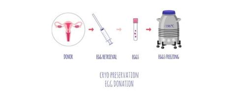 Image result for Egg Freezing Process