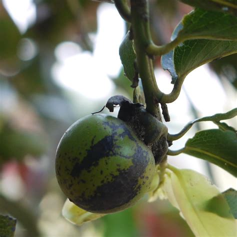 Gab Fruit Plant (Diospyros malabarica) – veliyathgardens