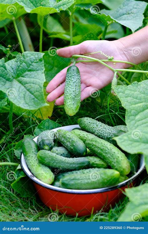 女农在她的花园里摘黄瓜. 收获概念 库存照片. 图片 包括有 饮食, 增长, 生物, 藏品, 健康, 成份 - 225289360