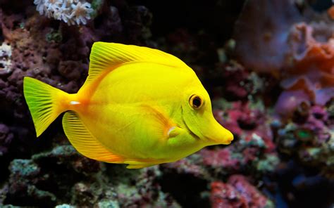 Image result for Fish Shell Scripting