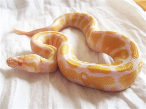 Royal Python Photos - The Royal Python.co.uk - Royal Python Care Sheet, Royal Python Facts ...