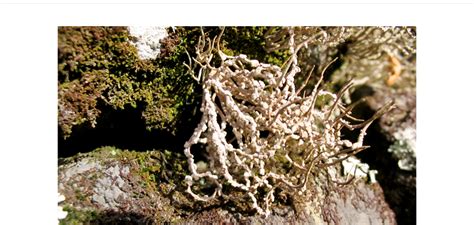Image result for Pe Excuse Note Example