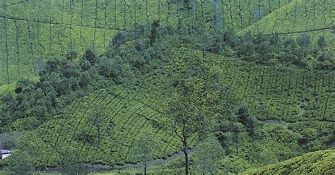 Pettimudi landslide highlights how Kerala’s private plantation empire ...
