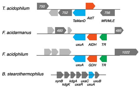 Characterisation of the First Archaeal Mannonate Dehydratase from ...