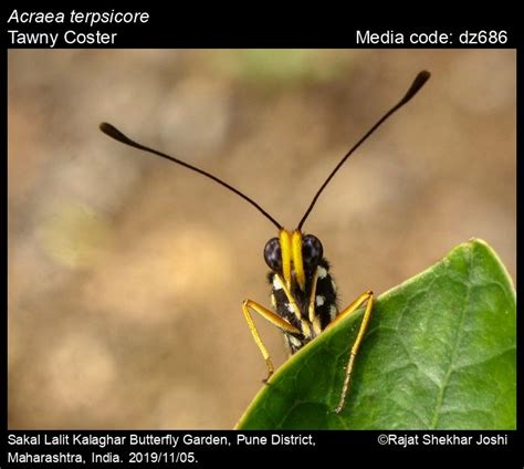 Acraea terpsicore | Butterfly