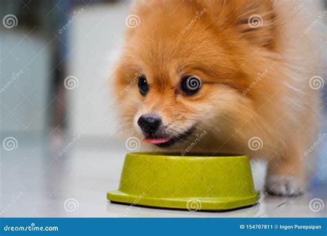 What Does Eating Dog Taste Like