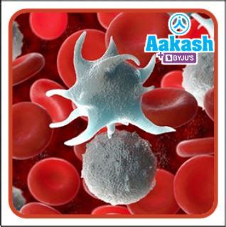 Platelets: Thrombopoeisis, Shape and Size, Mechanism of Blood Clotting ...