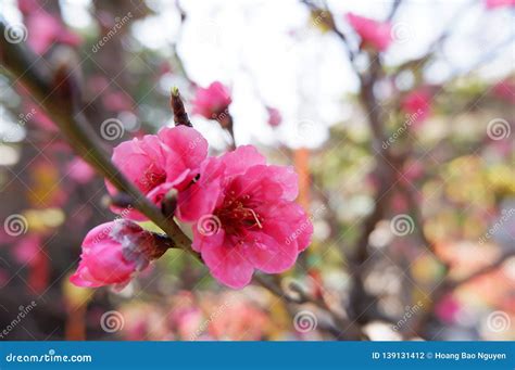 Flowers of Spring Season at Bao Loc Highland, Vietnam Stock Photo ...
