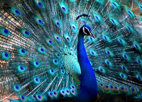 Peacocks | National Geographic | Peacock pictures, Peacock photos ...
