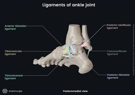 Ankle joint | Anatomy.app
