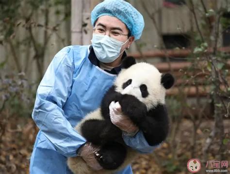 招聘大熊猫饲养员数百份简历零录取是怎么回事 怎样才能成为大熊猫饲养员 _八宝网