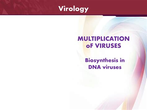 SOLUTION: biosynthesis of DNA viruses | viral multiplication in host ...