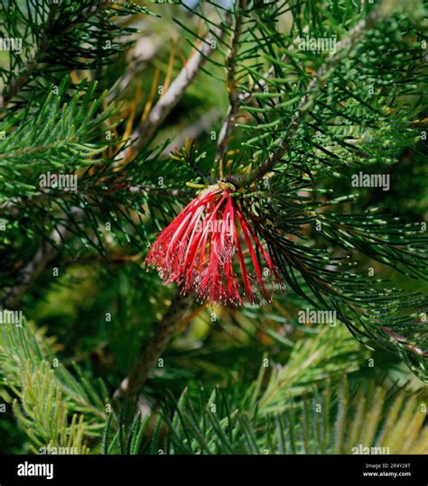 plant in late May, along a trail at Quarry Lake, East Bay Regional ...