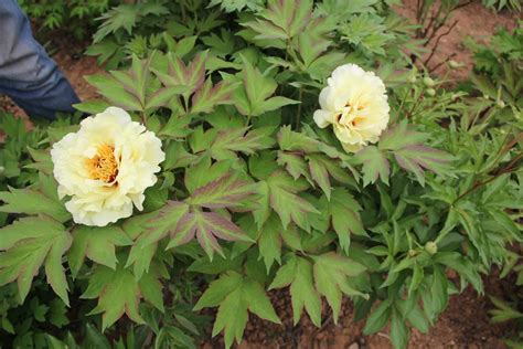 Lutea High Noon - Green Works - Specialist in Peonies