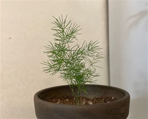 Image result for Using Ming Fern to Replicate Tree Trees