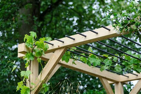 Best climbing plants for pergolas | Pergola, Climbing plants, Garden vines