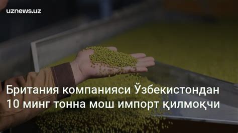 Британия компанияси Ўзбекистондан 10 минг тонна мош импорт қилмоқчи ...