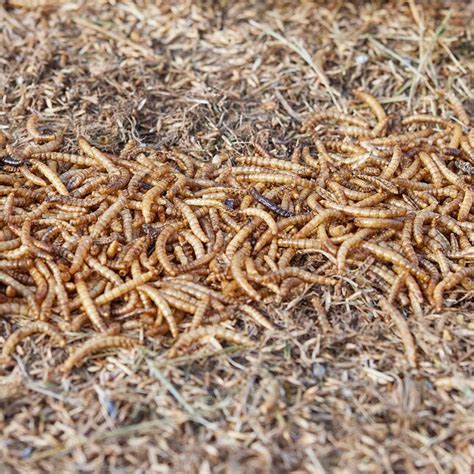 Pecking Order Dried Mealworms Mealworm Worms Poultry Treat 5-lb 009351 ...