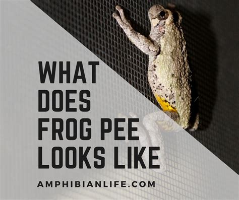 What Does Frog Pee Looks Like? (With Pictures) - Amphibian Life