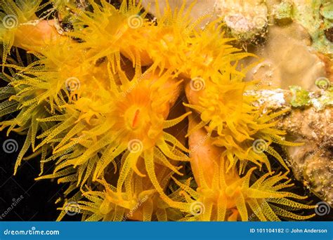 Orange cup corals stock photo. Image of leeward, cnidaria - 101104182