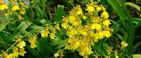 Arya Orchids - Orchids Farm & Nursery in Kerala with Cultivation. We ...
