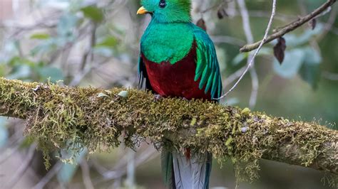 Quetzal Bird In Guatemala