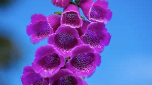 Foxglove 4k uhd 16:9 wallpapers hd, desktop backgrounds 3840x2160 ...