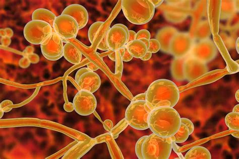 孟加拉红培养基-白色念珠菌-微生物图片-青岛海博生物