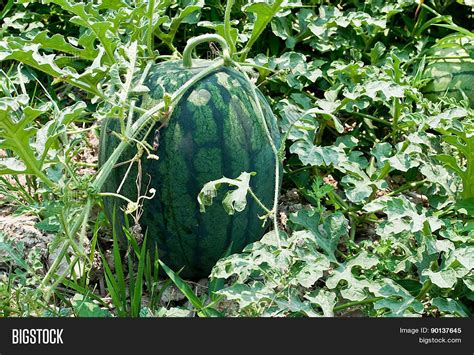 Watermelons Vegetable Image & Photo (Free Trial) | Bigstock