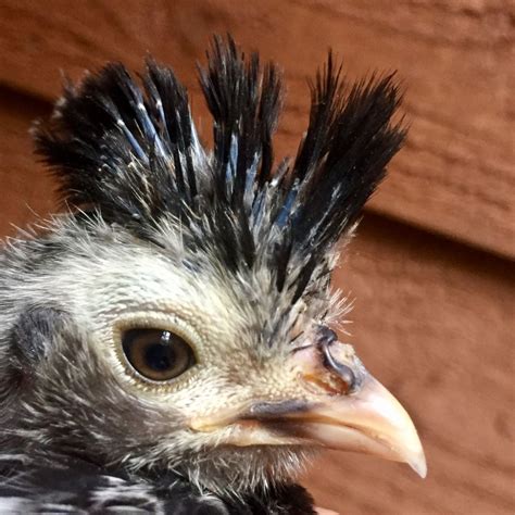 help sexing silver laced polish | BackYard Chickens - Learn How to ...