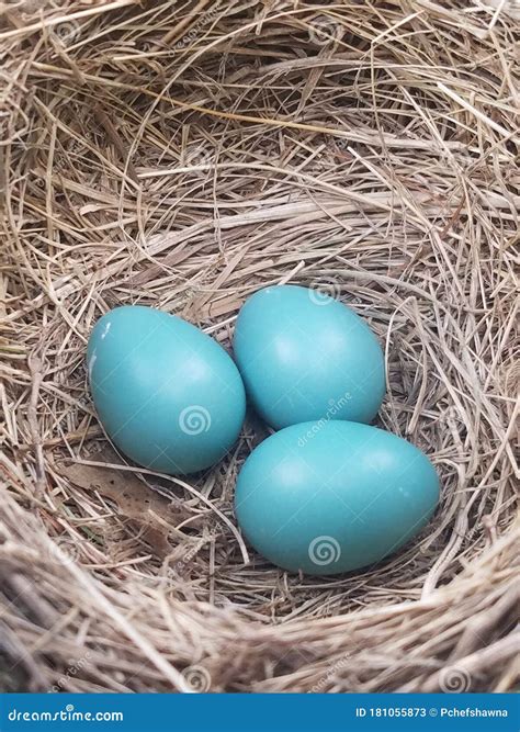 Nest of Robin s Eggs stock image. Image of songbird - 181055873