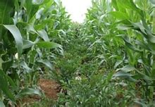 玉米种肥选择及施肥方法_种植技术_农业之友