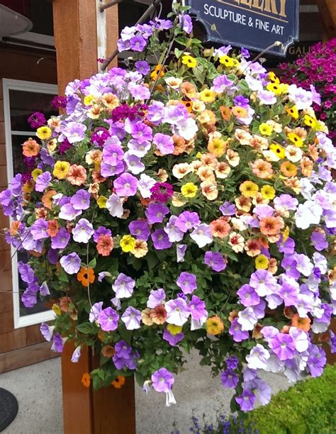 Petunia hanging basket | Petunia hanging baskets, Container gardening ...