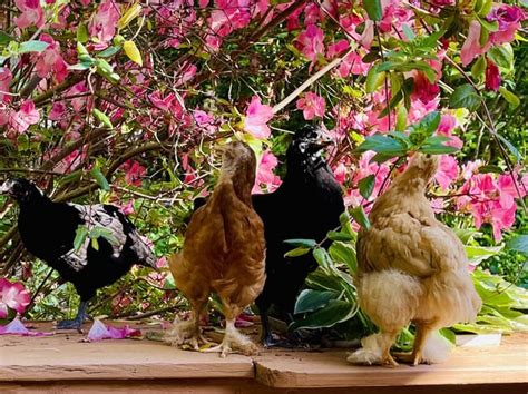 Spring Chickens 11 的图像结果