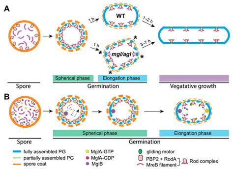 Microorganisms | Special Issue : Myxobacteria: Physiology and Regulation