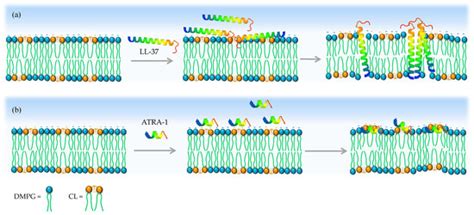 Membranes | Special Issue : Membranes Biophysics: Theory and Experiment