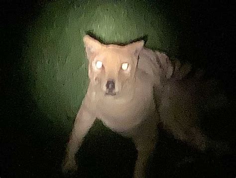 Tasmanian Wolf Sightings