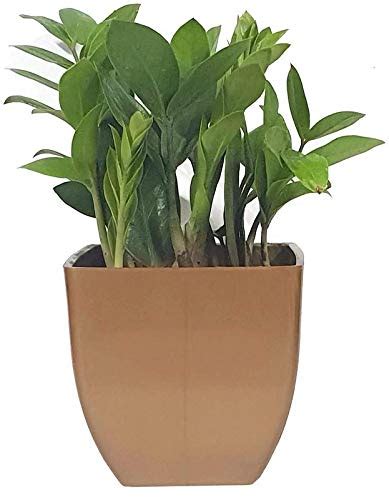 DeepCLOUD Natural Plant Decorative Air Purifying Indoor ZZ or ...