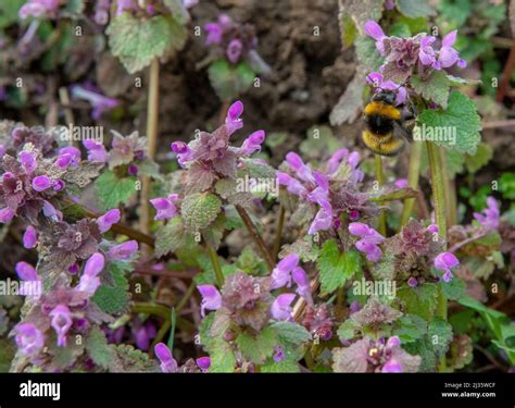 Blooming Lamium purpureum in the field. Purple flowers of Red dead ...
