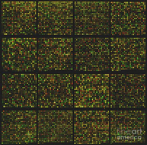 cDNA Microarray 的图像结果