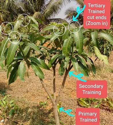 Image result for Mango Pruning Guide