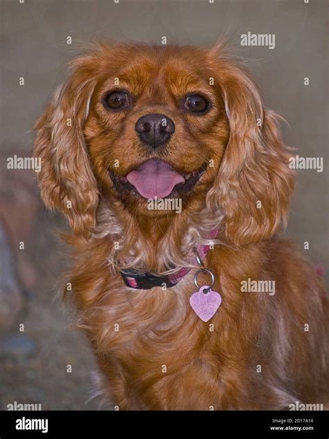 closeup head portrait of a ruby red ginger cavalier king charles ...