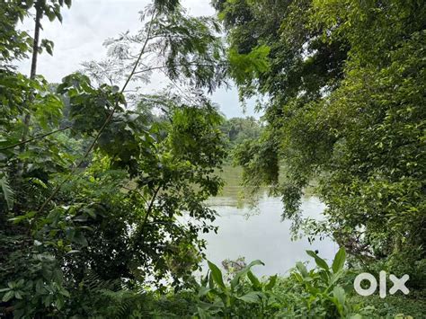 MUVATTUPUZHA KAYANAD WATERFRONT PROPERTY 50 CENT / 1 ACRE FULL/ PART ...