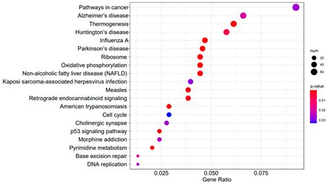Activation of the RIG-I/MAVS Signaling Pathway during Human Adenovirus ...