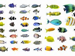 Image result for fishes 不同种类的鱼
