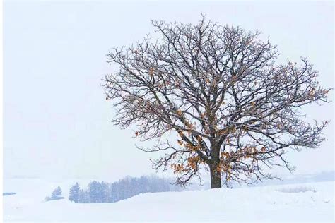 [Hokkaido Summer Popular Check-in] Patchwork Road Seven Star Tree ...